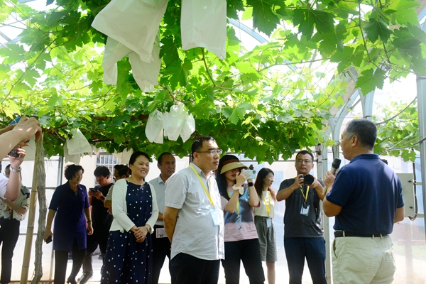 葡萄专家张宗勤介绍葡萄种植技术_副本.jpg