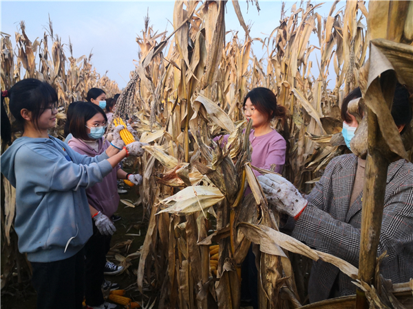 研究生助力团成员在帮助合阳南沟社区村民掰玉米棒.jpg