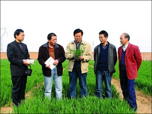 记王辉教授和他带领的小麦育种团队