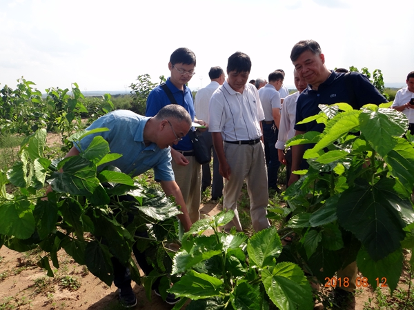 【动科学院】国家蚕桑产业技术体系执行专家组考察调研陕北生态桑产业