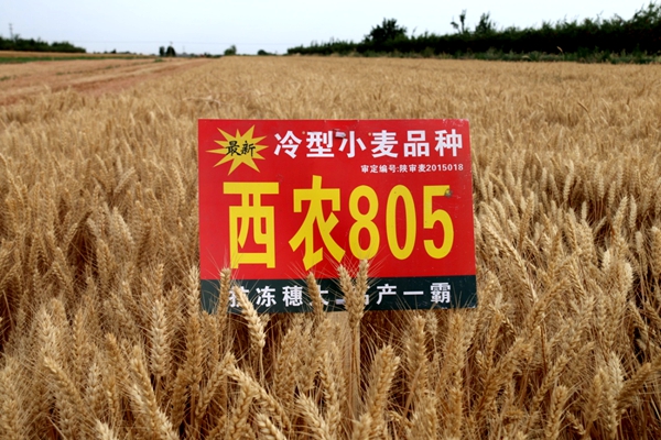 西农805小麦品种田间表现_副本_副本.jpg