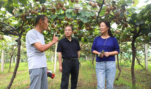 眉縣果農(nóng)楊乃乾向黃麗麗教授介紹今年獼猴桃的病害防控與收獲預(yù)計(jì)_副本.jpg