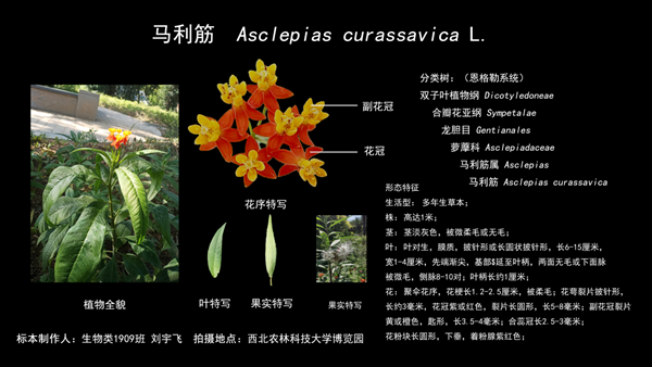 图片1_副本.png