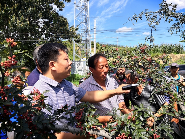 花椒采摘器现场操作培训_副本.jpg