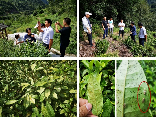 专家在镇巴县杨家河镇茶园调研茶网蝽_副本.jpg