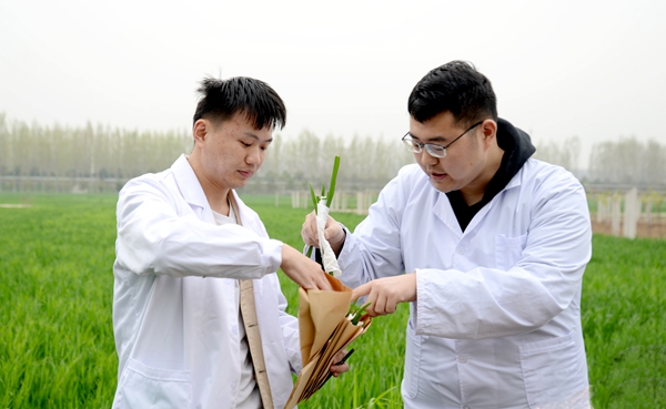 5参加活动的研究生正在采集小麦条锈病菌标本_副本.jpg