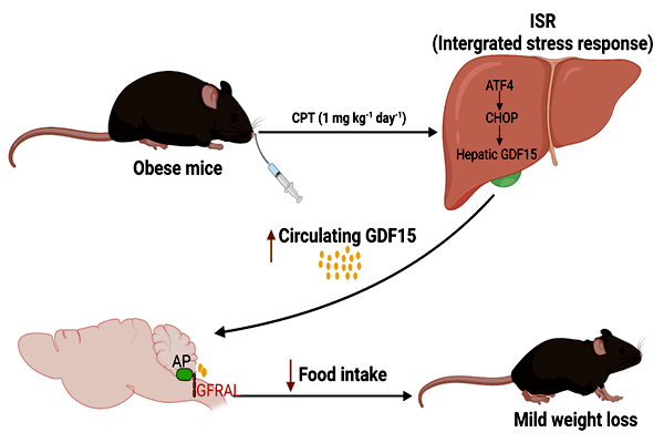 Camptothecin通过GDF15-GFRAL轴调控动物脂肪沉积_副本.png