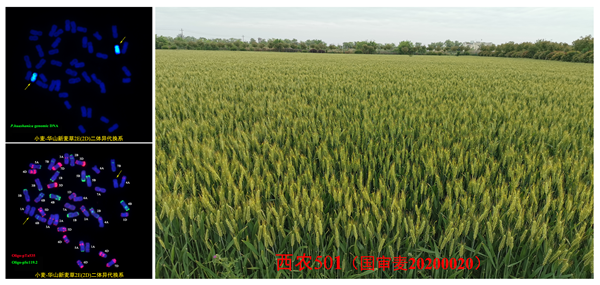 小麦--华山新麦草衍生材料细胞学鉴定及新品种培育_副本.png