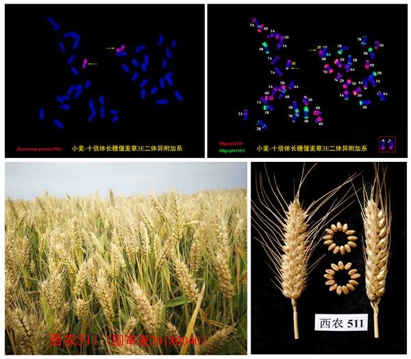 小麦--十倍体长穗偃麦草衍生材料细胞学鉴定及新品种培育_副本.png