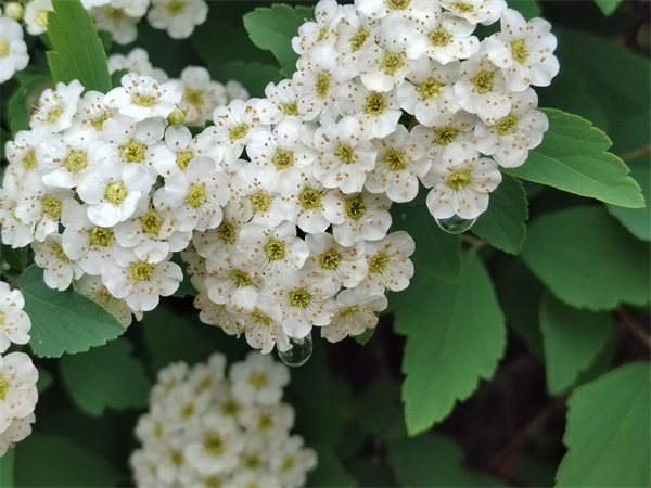 雨后绣线菊.jpg