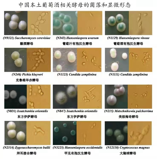 填補國內空白的微生物種子來了我國葡萄酒產業有了國產酵母