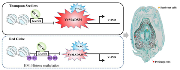 图3  VvMADS39在无核白和红地球胚珠发育中的功能调控模型_副本.png