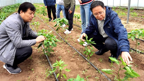 调研组在兴平市渭水冒农生态专业合作社调研指导工作_副本.jpg