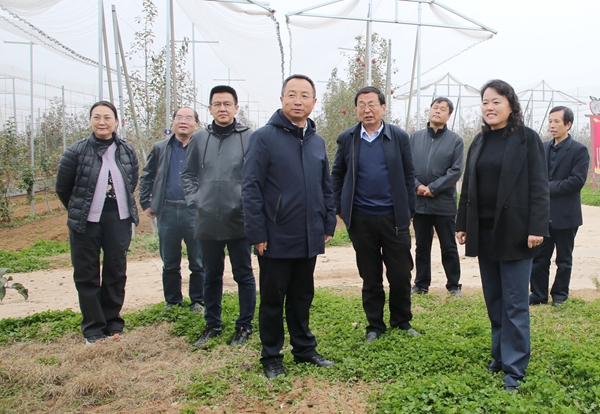10赵敏娟一行在洛川苹果试验示范站调研.jpg