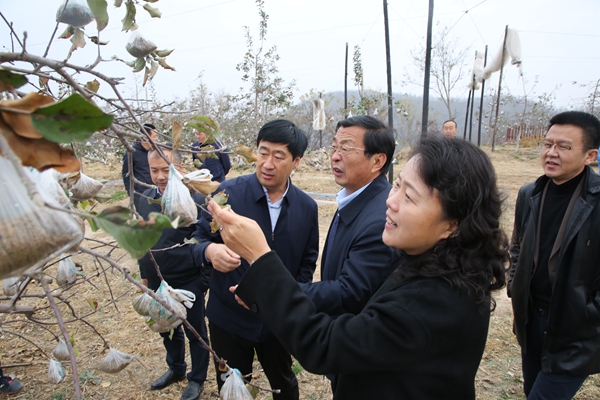 4赵敏娟一行在延安市宝塔区柳林镇苹果产业园调研.jpg