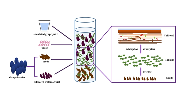 葡萄种子单宁释放与细胞壁相互作用示意图_副本.jpg