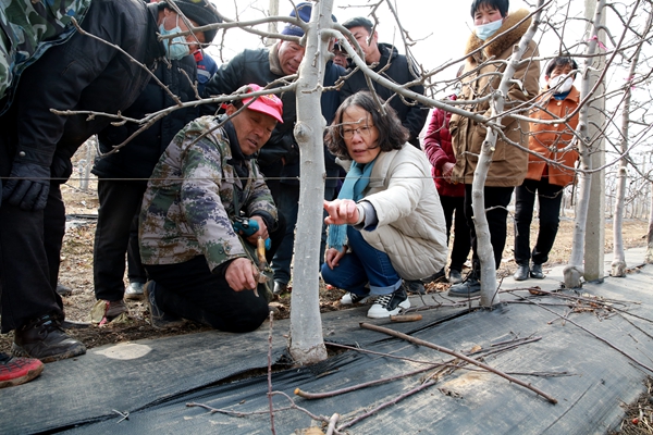 黄丽丽教授给乾县果农讲解苹果树轮纹病的防治技术_副本.jpg