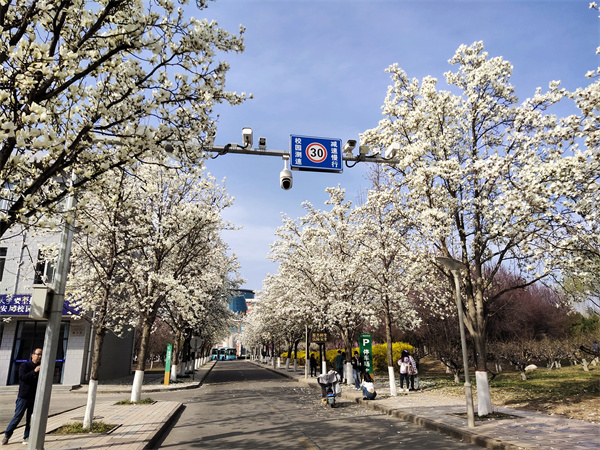 玉兰路的风景.jpg