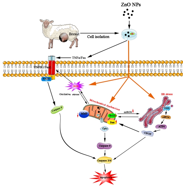 ZnO NPs诱导的奶山羊乳腺上皮细胞损伤的作用机制_副本.jpg