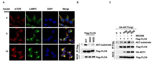 图1  胰岛素促进mTORC1的溶酶体定位及AKT介导FLCN的磷酸化修饰_副本.jpg