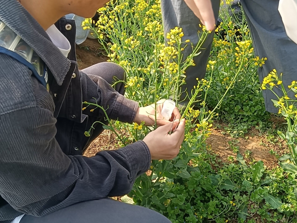 同学们在区域内进行去雄操作_副本.jpg