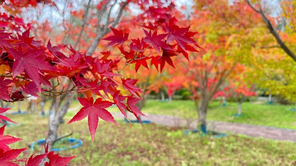 图4 被秋天染红的枫叶.jpg