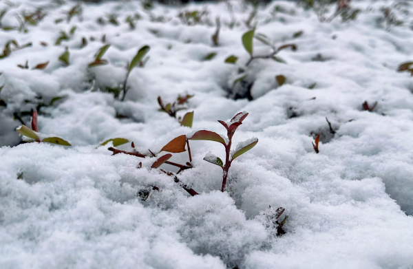 10 冰雪微芽.png