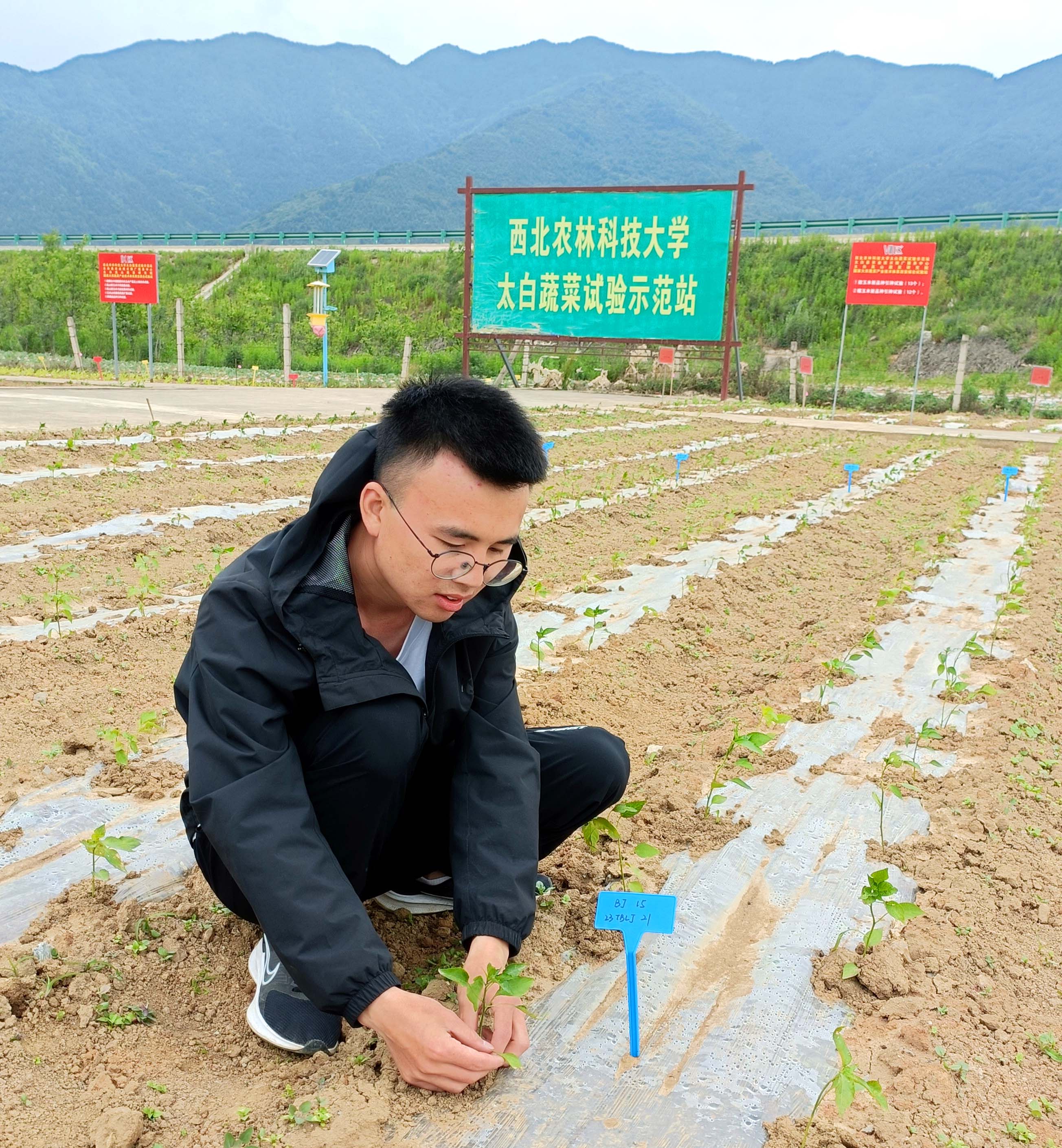 2023年6月15日，陈朗在太白蔬菜试验示范站为定植后的辣椒<span class=