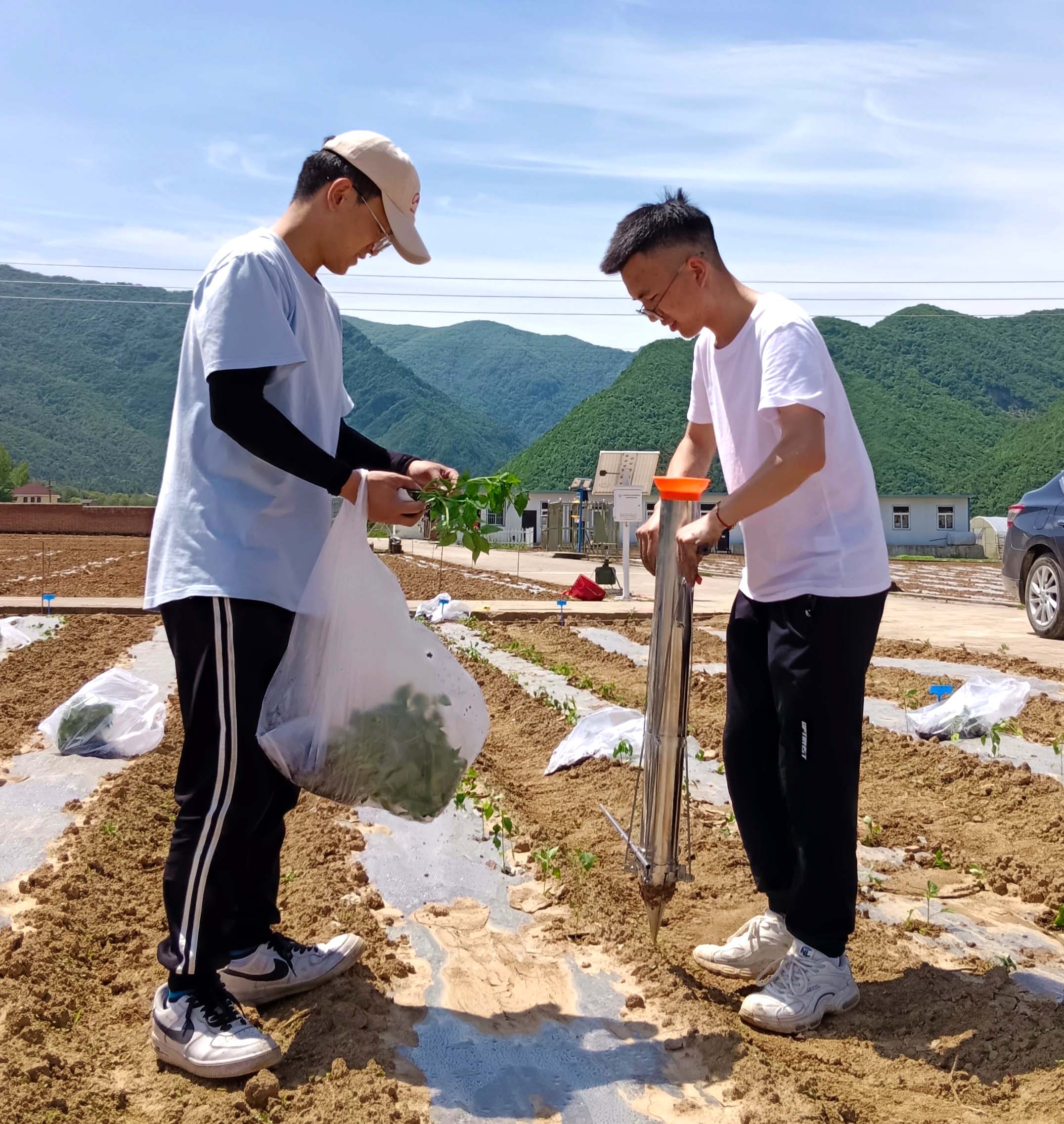 2023年6月9日，陈朗（右）在太白蔬菜试验示范站定植辣椒.jpeg