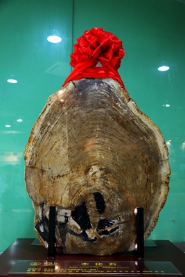 “古生物化石”图_副本.jpg
