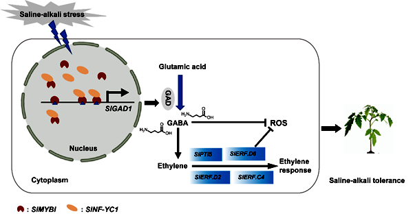 图1 SlNF-YC1-SlMYBI互作诱导GABA积累提高番茄耐盐碱性的工作模型png_副本.png