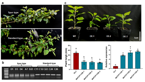 图3 a 苹果短枝型和标准型形态观察；b 苹果短枝型和标准型MdTCP11启动子序列对比；c MdTCP11过表达苹果表型鉴定和统计_副本.png