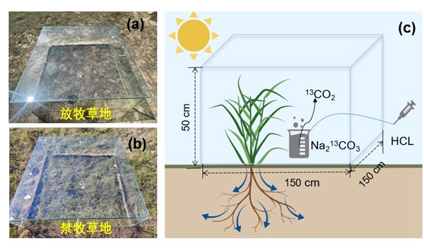 图1放牧和禁牧草地原位标记实验照片和13C脉冲标记装置示意图_副本.jpg