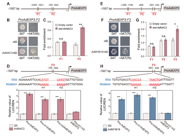 图1  转录因子AdNAC3和AdMYB19对AdEXP3的调控效应_副本.png
