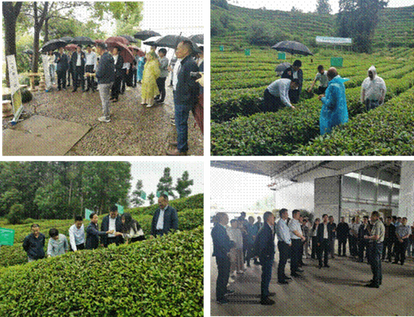茶网蝽高效绿色防控技术现场观摩会_副本.gif