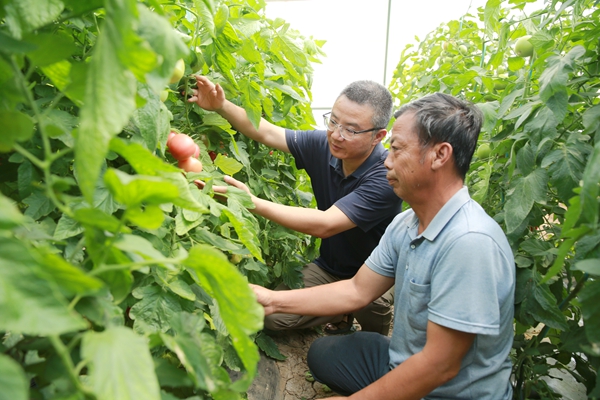 13阎良现代农业试验示范站专家黄炜副研究员（后）给当地果农作西红柿管理技术指导_副本.jpg