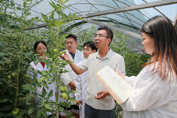 10泾阳蔬菜试验示范站首席专家、陕西省蔬菜产业技术体系岗位专家张明科教授在指导研究生_副本.jpg