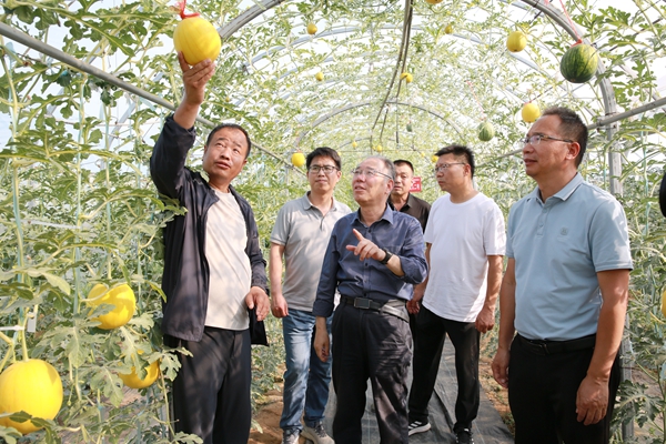 2张显教授等试验站专家向陕西康田惠农农业科技公司董事长代崇化介绍试验站引进示范的彩色西瓜_副本.jpg