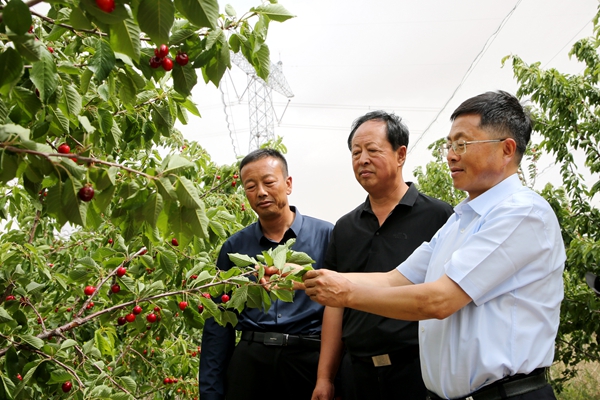 蔡宇良教授在樱桃园现场指导_副本.jpg