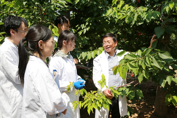 7陕西省现代樱桃产业技术体系首席专家、铜川果树试验示范站首席专家蔡宇良教授在指导研究生_副本.jpg