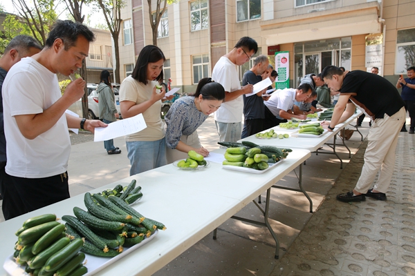 12“哪一种黄瓜好吃？”泾阳蔬菜试验示范站邀请当地农民技术员为黄瓜育种新材料打分_副本.jpg