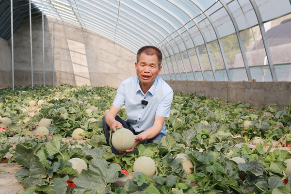 14“20年磨一剑！”阎良甜瓜试验示范站首席专家杜军志研究员说，这是试验站准备大面积推广的甜瓜新品种西农蜜源_副本.jpg