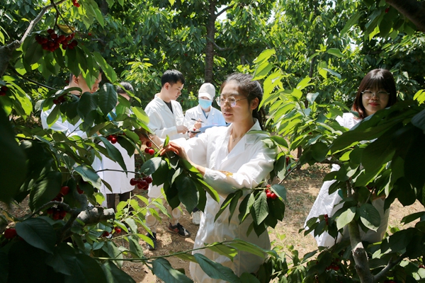 8试验站专家单冬茜副教授在带领研究生进行樱桃采样检测_副本.jpg