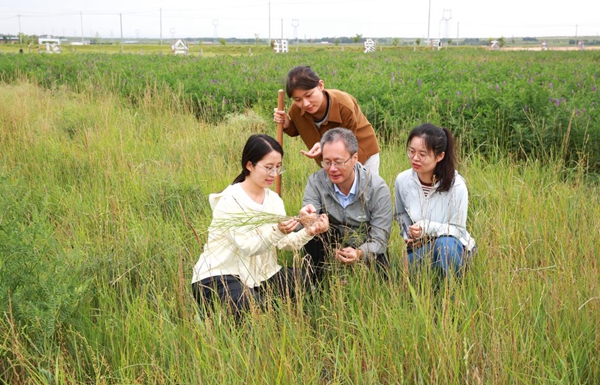 魏孝荣研究员（中）与学生及定边县气象局工作人员在试验基地查看长穗偃麦草根部抗盐碱化情况。.jpeg