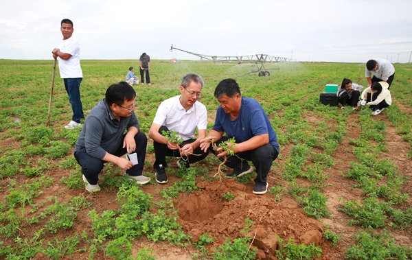 魏孝荣研究员（前排中）与定边县宏勃农业发展有限公司负责人陈学军（前排右一）在查看盐碱沙地苜蓿根生长情况。图片均由靳军摄影_副本.jpg