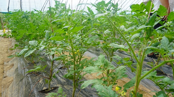 村民棚内种植作物.jpg