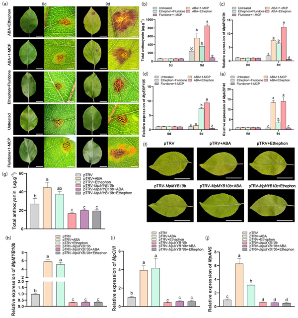 图1. ABA和乙烯对‘丰花’海棠感锈病叶片花青苷积累的诱导作用_副本.png