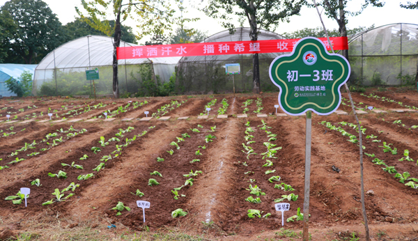 种植劳动实践让荒地变菜园.jpg