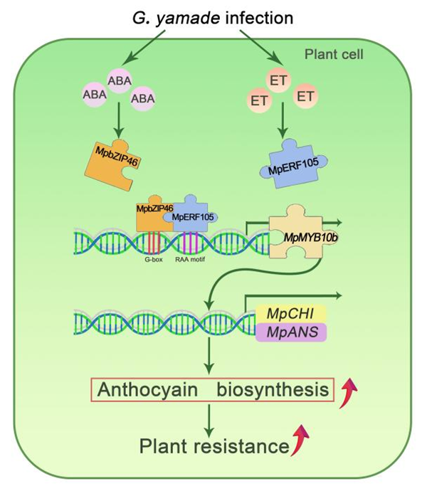 图2. MpbZIP46-MpERF105模块介导锈病诱导花青苷合成的作用模型_副本.png