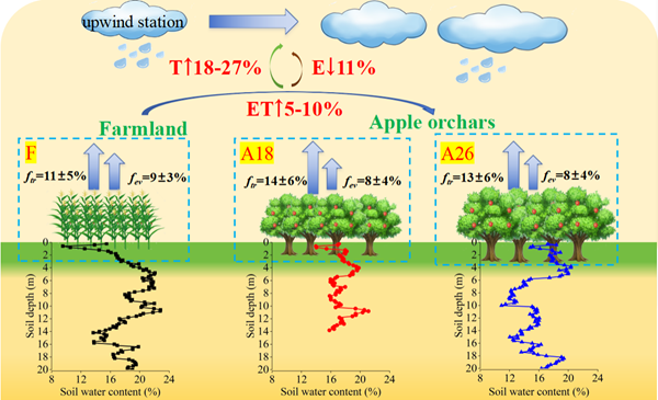 图1 长武塬水汽再循环概念模型图。(图中黑色数字表示不同植被类型 (F、A18、A26)下蒸发、蒸腾水汽对降水的贡献比例。图中红色的数字表示与从农田向苹果园过渡相关的蒸腾、蒸发和蒸散通量的变化)_副本.png